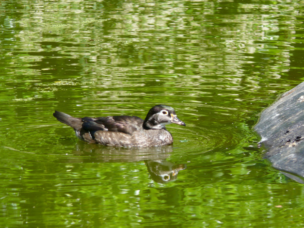Обои картинки фото животные, утки, утка, вода