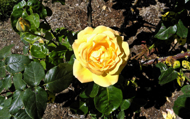 Обои картинки фото цветы, розы, роза, желтая, листья