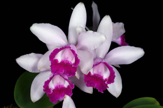 Обои картинки фото цветы, орхидеи, экзотика, лепестки