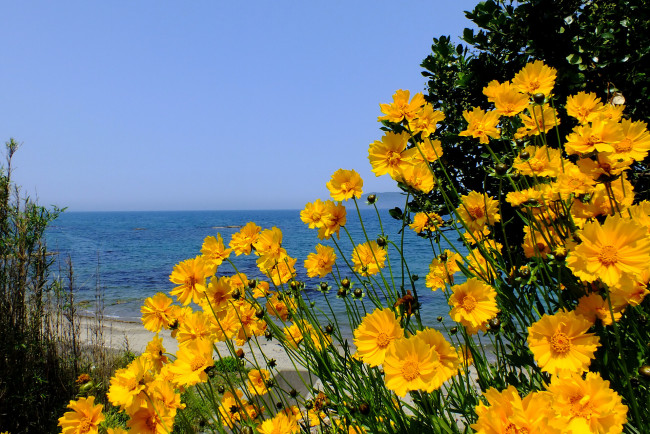 Обои картинки фото цветы, космея, море, лепестки