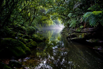 Картинка природа реки озера лес река джунгли