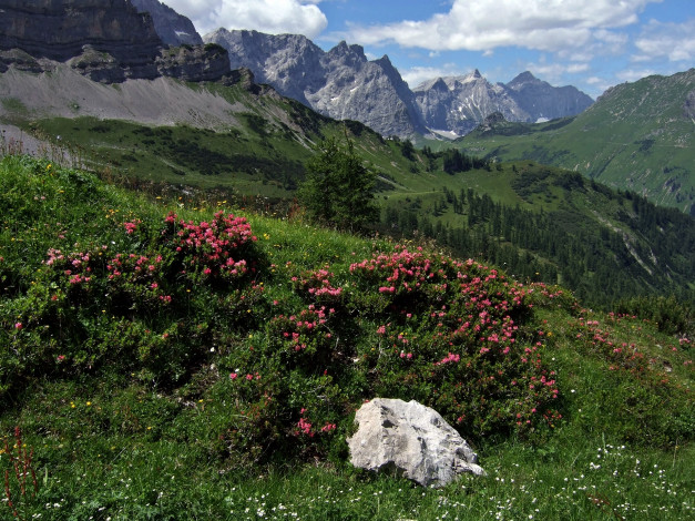 Обои картинки фото karwendel, tirol, austria, природа, горы, alps, карвендель, тироль, австрия, альпы, рододендроны, кусты, камень, пейзаж