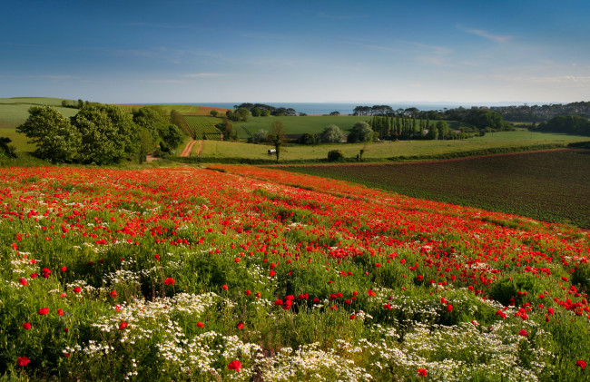Обои картинки фото budleigh, salterton, england, природа, поля, англия, луг, пейзаж, деревья, ромашки, маки, цветы