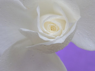Картинка цветы розы роза лепестки бутон капли макро