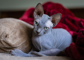 Картинка животные коты сфинкс кошка взгляд