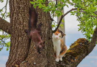 Картинка животные разные+вместе кошка белка встреча дерево на дереве