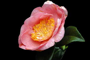 Картинка цветы камелии роза