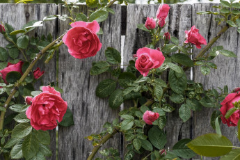 Картинка цветы розы розовый забор