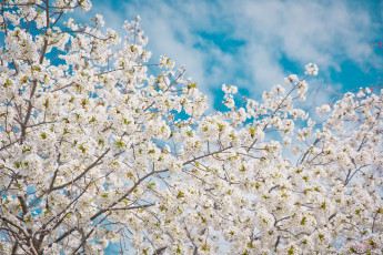 Картинка цветы сакура +вишня весна деревья небо ветки облака