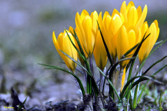 Картинка цветы крокусы желтый