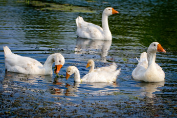 Картинка животные гуси вода река птицы лето