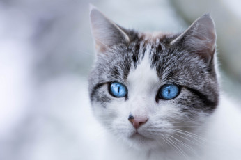 Картинка животные коты кот кошка мордочка голубые глаза взгляд портрет