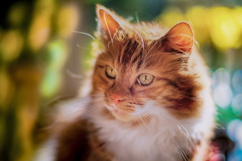 Картинка животные коты кот кошка мордочка взгляд портрет