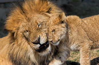 Картинка животные львы лев львёнок детёныш котёнок отцовство любовь