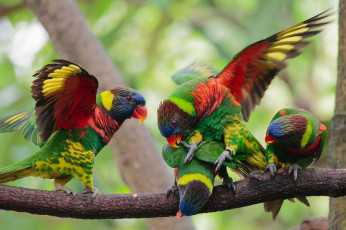Картинка животные попугаи птичка