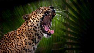 Картинка животные леопарды хищник