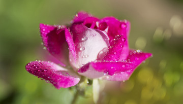 Картинка цветы розы роза бутон лепестки капли макро фон боке