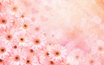 обоя цветы, герберы, сердечки, розовые