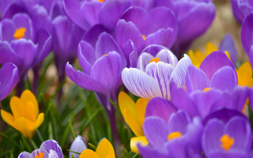 Картинка цветы крокусы шафран макро