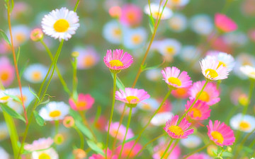 Картинка цветы луговые+ полевые +цветы мелколепестник карвинского макро боке