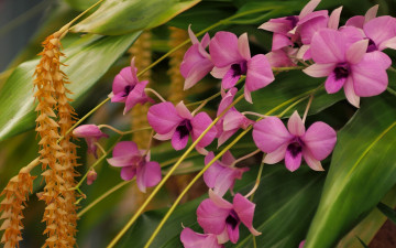 Картинка цветы орхидеи дендробиум фаленопсис дендрохилум кобба