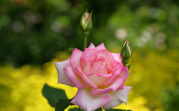 Картинка цветы розы роза бутоны макро боке