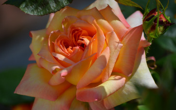 Картинка цветы розы роза красавица бутон макро