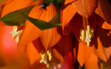 Картинка цветы рябчики рябчик императорский лепестки макро