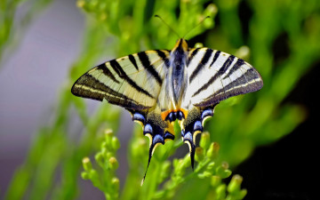 Картинка животные бабочки +мотыльки +моли подалирий бабочка макро размытость