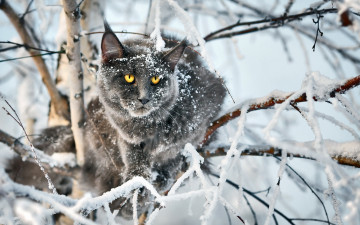 Картинка животные коты дерево серый зима снег кот ветки