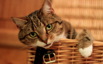 Картинка животные коты кот мордочка лапка взгляд корзинка