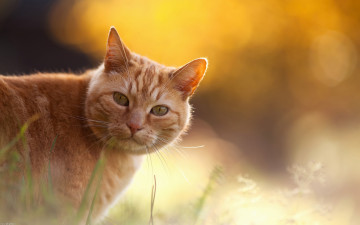 Картинка животные коты свет трава взгляд рыжий кот