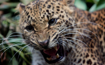 Картинка животные леопарды оскал хищник леопард