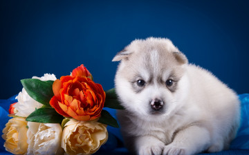 Картинка животные собаки хаски щенок малыш цветы