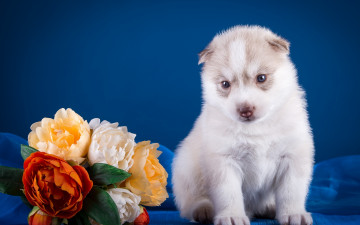 Картинка животные собаки щенок хаски цветы