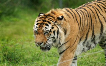 Картинка животные тигры зверь хищник рыжий тигр трава