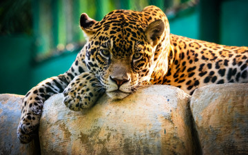 Картинка животные Ягуары хищник ягуар камни зверь