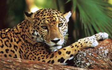 Картинка животные Ягуары ягуар хищник камни пальма