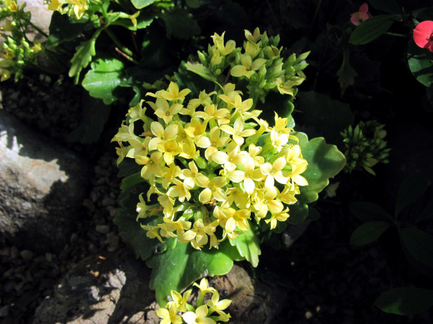 Обои картинки фото цветы, каланхоэ, солнечный