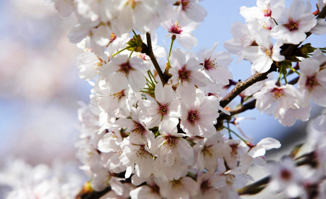 Обои картинки фото цветы, сакура,  вишня, ветка, весна, цветение