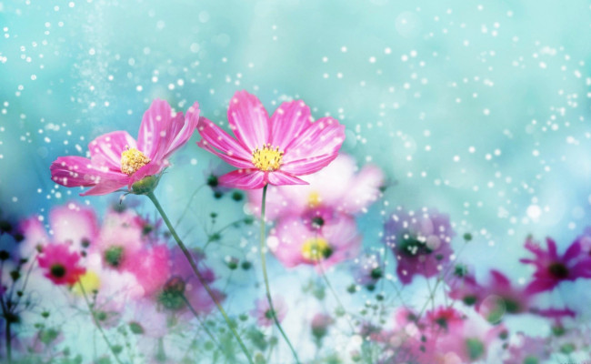 Обои картинки фото цветы, космея, блики, пыльца, розовые, космеи