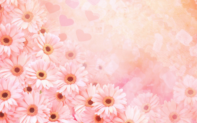 Обои картинки фото цветы, герберы, сердечки, розовые