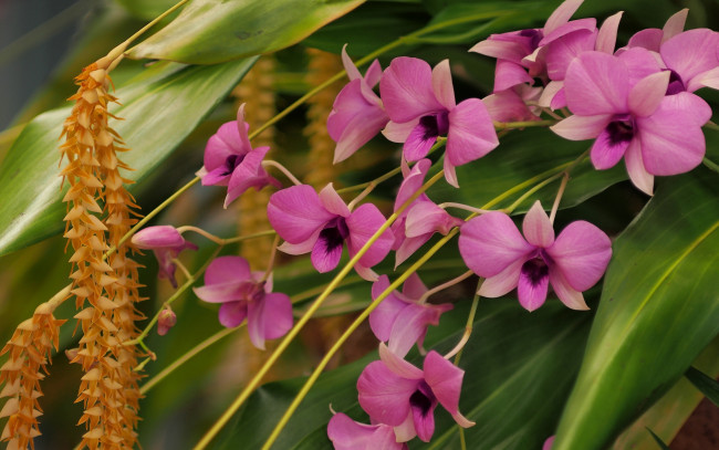 Обои картинки фото цветы, орхидеи, дендробиум, фаленопсис, дендрохилум, кобба