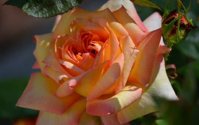 Обои картинки фото цветы, розы, роза, красавица, бутон, макро