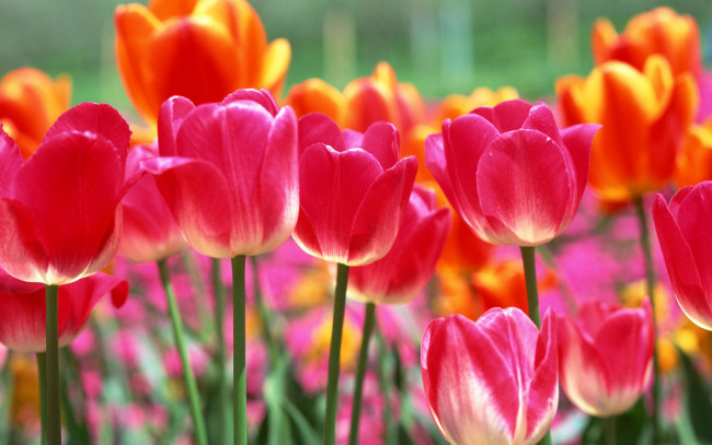 Обои картинки фото цветы, тюльпаны, желтые, розовые, поле
