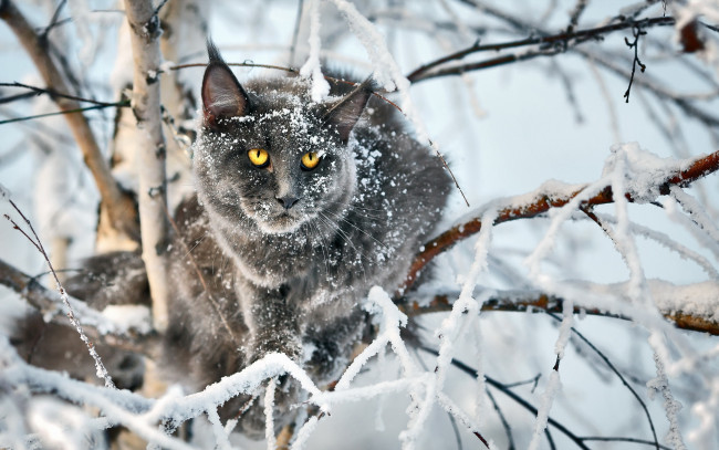 Обои картинки фото животные, коты, дерево, серый, зима, снег, кот, ветки