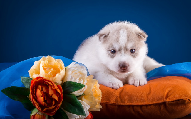 Обои картинки фото животные, собаки, щенок, подушка, цветы, хаски