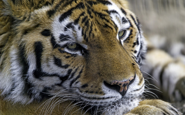 Обои картинки фото животные, тигры, тигр, хищник, портрет