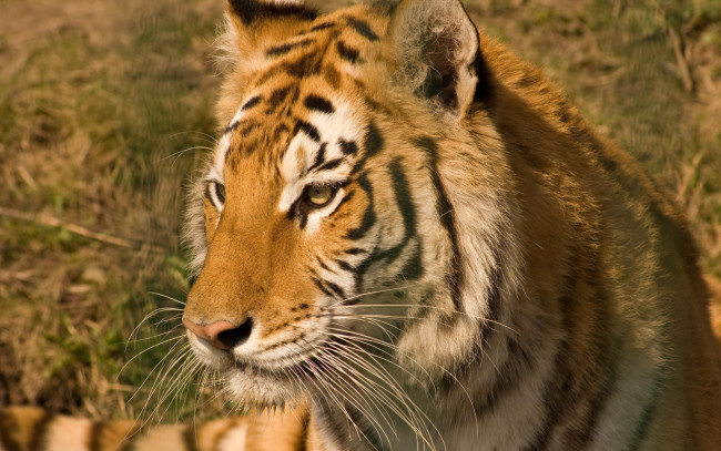 Обои картинки фото животные, тигры, тигр, рыжий, голова, хищник