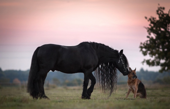 Обои картинки фото животные, разные вместе, дружба, друзья, собака, овчарка, грива, немецкая, вороной, конь